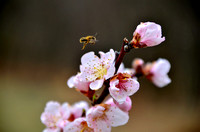 -03-Bee-Flower