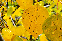 Fall-Leaves-Utah-08